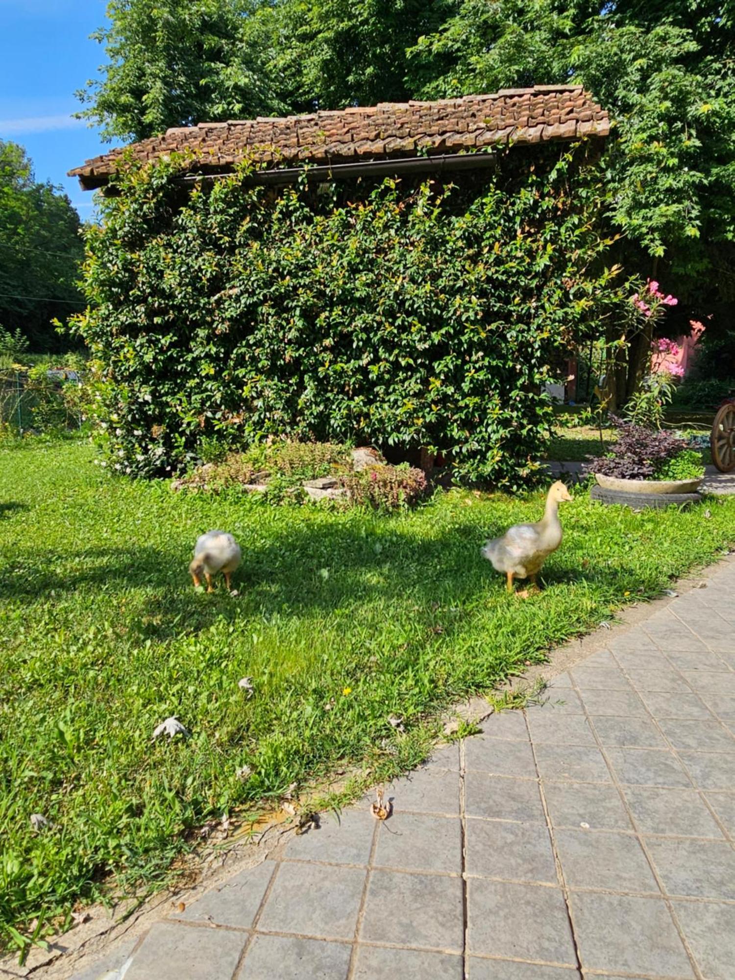 Agriturismo La.Ti.Mi.Da. Villa Cassine Eksteriør billede