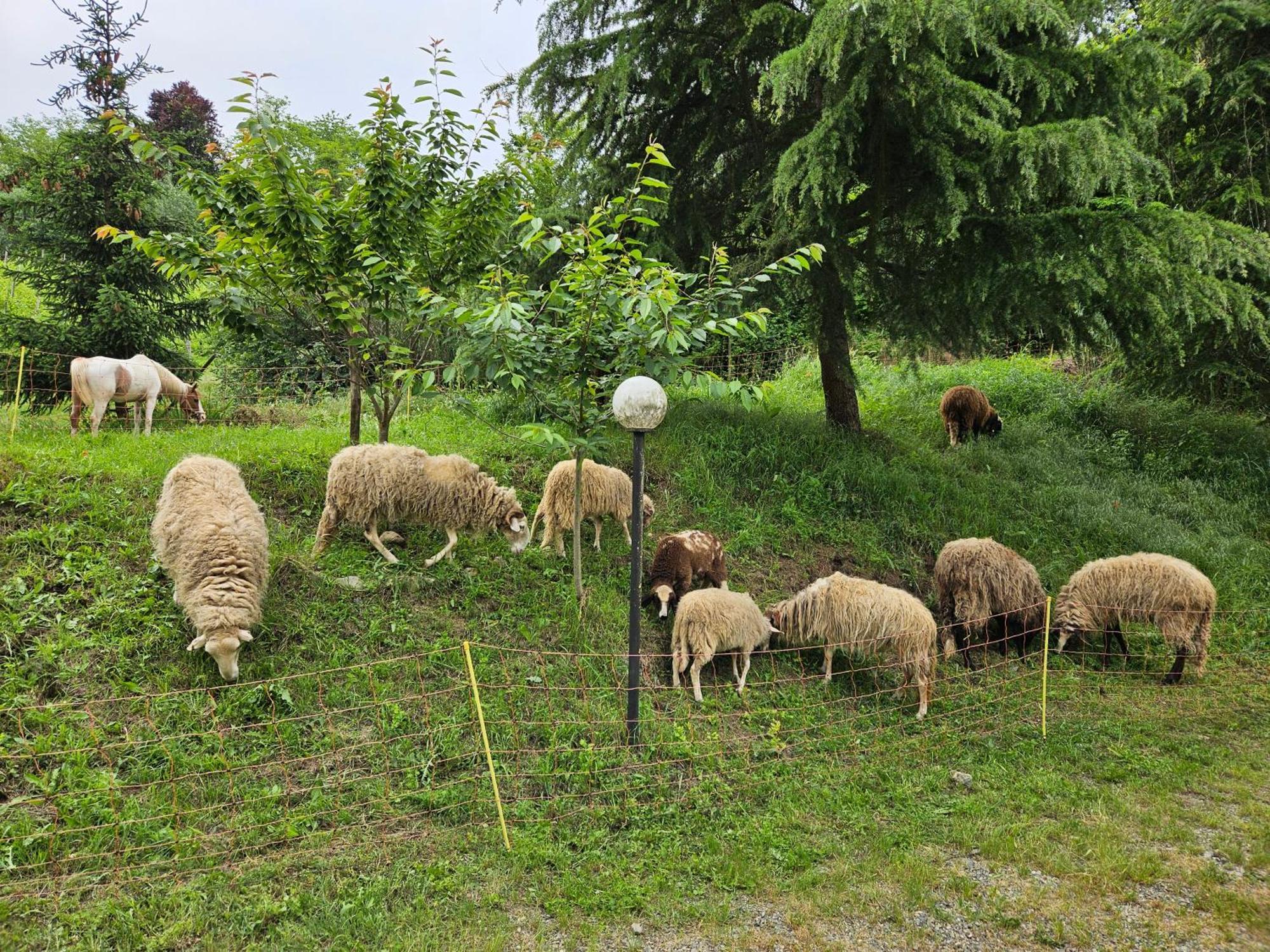 Agriturismo La.Ti.Mi.Da. Villa Cassine Eksteriør billede